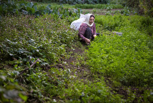کشاورزی در روستای جواهر‌ده  
