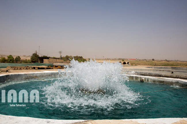 مزرعه ماهی و علوفه