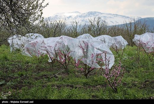 بیش از 10 میلیارد تومان خسارت سرمازدگی و سیل در استان همدان