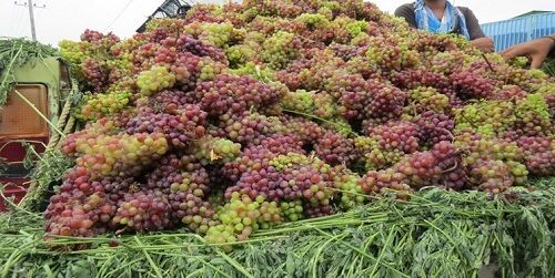 توسعه کشت ارقام جدید وارداتی انگور در شاهرود
