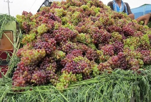 برداشت انگور از تاکستان های فیروزآباد آغاز شد