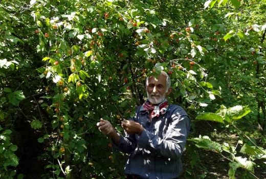 برداشت 288 تن زغال اخته از باغات شهرستان خداآفرین