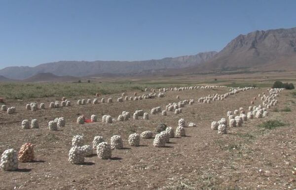 برداشت محصول پیاز از ۲۶۰ هکتار از مزارع شهرستان فریدونشهر