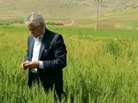 آغاز برداشت از 110هزار  هکتار مزارع گندم و ۹۲هزار هکتار جو شهرستان کرمانشاه