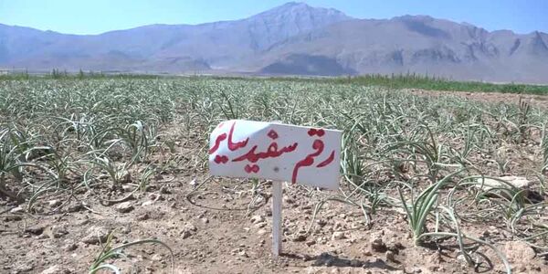 کشت آزمایشی پیاز به روش مکانیزه در فریدن
