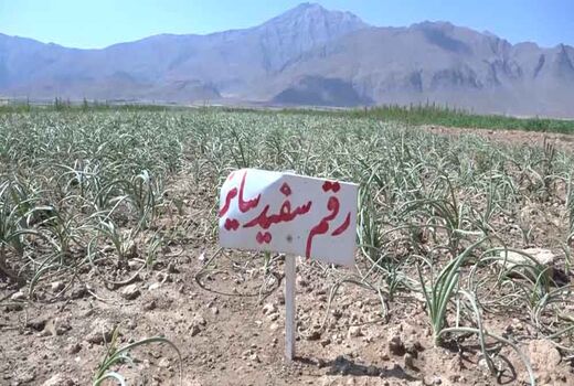 کشت آزمایشی پیاز به روش مکانیزه در فریدن