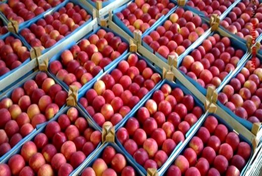 آمادگی آذربایجان غربی برای صادرات 650 هزارتن سیب 