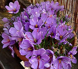 140 هکتار سطح زیر کشت گیاهان دارویی در شهرستان کوهبنان