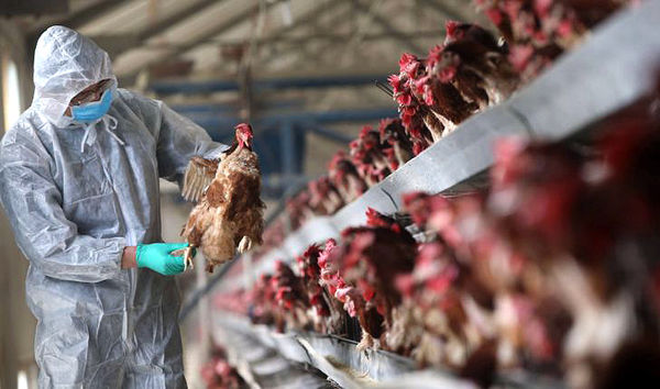 برنامه‌ریزی‌های جهاد موج جدید آنفلوآنزا را کنترل کرد 