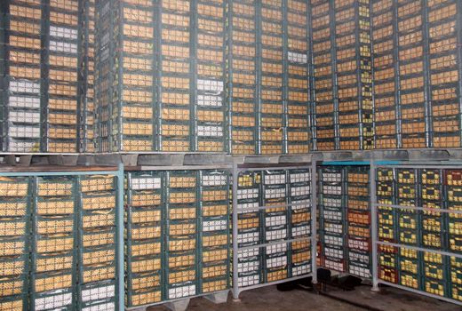 ۴۰۰ تن میوه شب عید در سردخانه های چهارمحال و بختیاری ذخیره شد