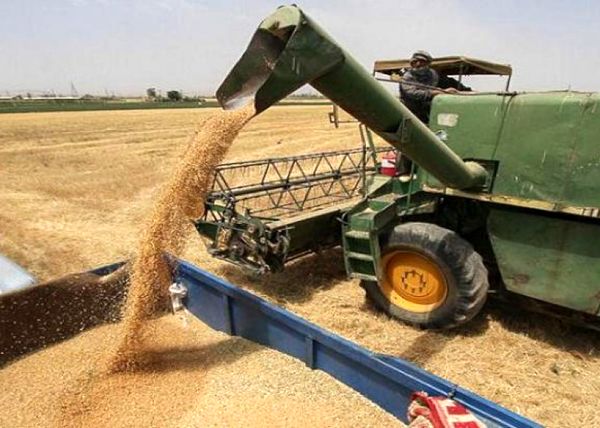 خرید 2950تن گندم تضمینی 