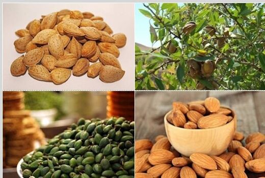 بهره‌وری اقتصادی بالا با تکمیل زنجیره تولید و فرآوری بادام