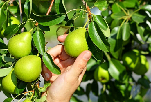 پایه مناسب کیفیت میوه را ارتقا می‌دهد/ افزایش پنج برابری بهره‌وری