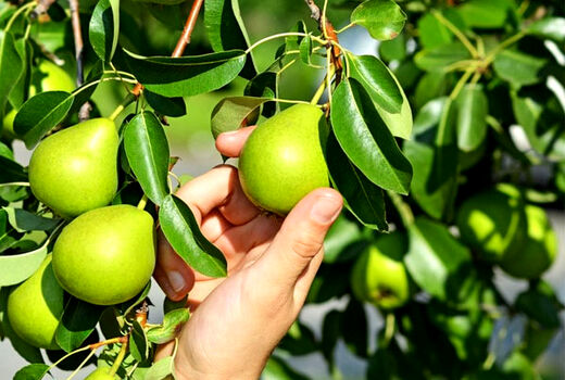 پایه مناسب کیفیت میوه را ارتقا می‌دهد/ افزایش پنج برابری بهره‌وری