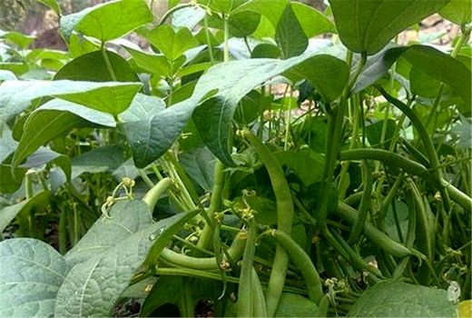 تولید 10هزار تن انواع محصولات سبزی صیفی در مزارع کشاورزی شهرستان البرز