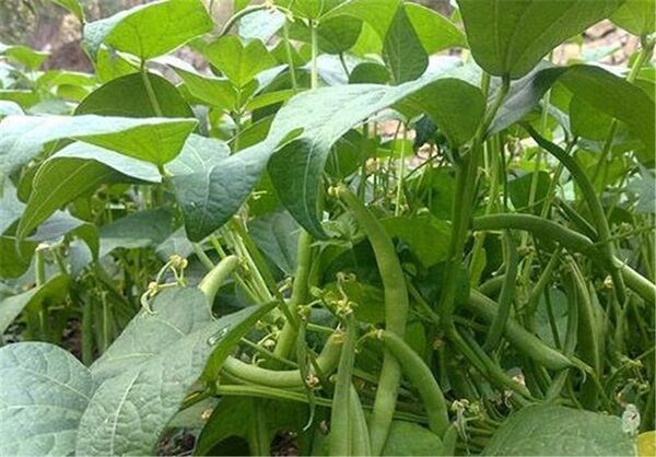 تولید 10هزار تن انواع محصولات سبزی صیفی در مزارع کشاورزی شهرستان البرز