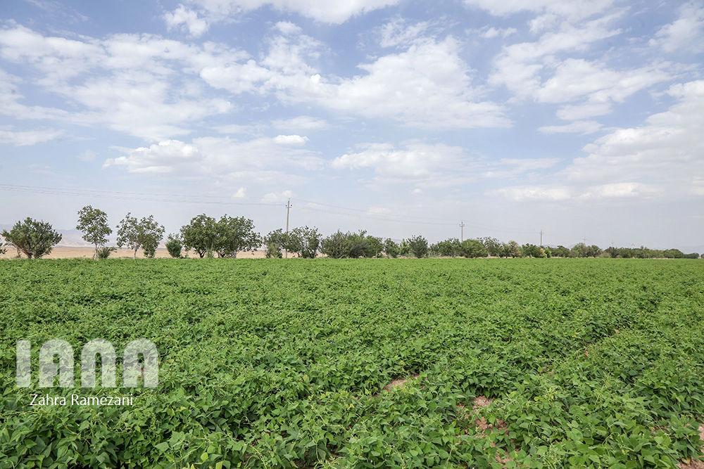 خلاقیت کشاورز خمین برای صرفه جویی آب