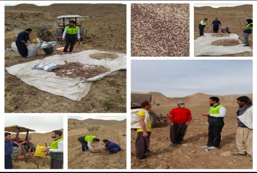 آغاز اجرای طرح جهش تولید در دیمزارهای بخش زرین آباد شهرستان دهلران