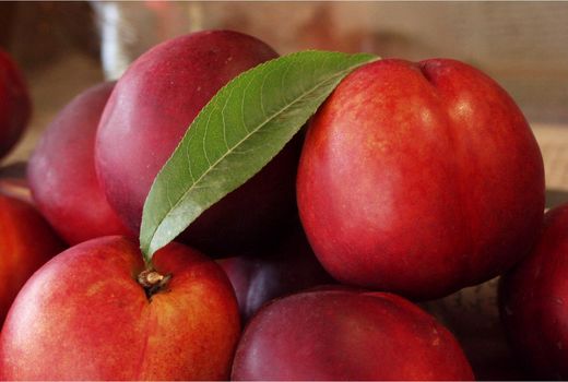 برداشت 50 درصدی شلیل از باغات مازندران/ ارزش اقتصادی 800 میلیاردی