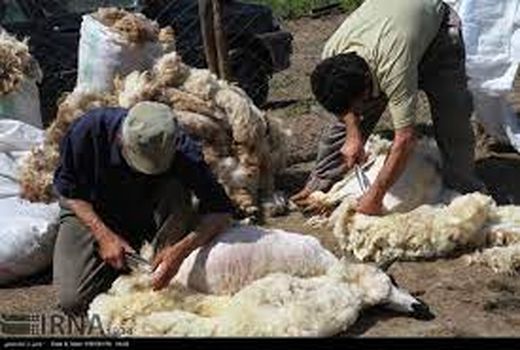 خروج سالانه چهار هزار و ۶۰۰ تن پشم از خراسان شمالی 