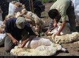 خروج سالانه چهار هزار و ۶۰۰ تن پشم از خراسان شمالی 