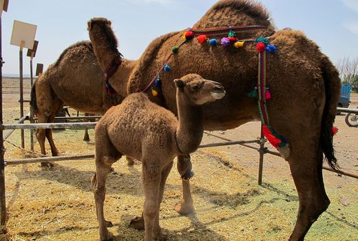 ایران؛ کشور پیشرو در تحقیقات شتر