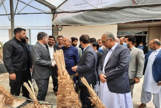 ٣ هزار هکتار نخلستان با ارقام تجاری در سیستان وبلوچستان احداث می‌شود