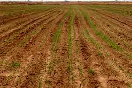 افزایش عملکرد و توسعه ارقام جدید  با اجرای طرح گندم بنیان در خرمشهر