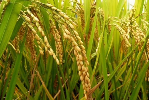 تولید 2 میلیون و 450 هزار تن برنج در سال گذشته/واردات سالانه یک میلیون تن، کسری‌ها را جبران می‌‎کند