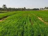 کشت برنج با سیستم آبیاری قطره‌ای-نواری در خوزستان اجرایی شد
