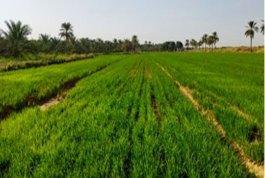 کشت برنج با سیستم آبیاری قطره‌ای-نواری در خوزستان اجرایی شد
