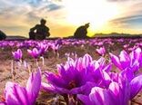 برداشت بیش از یک ونیم تن زعفران در سربیشه