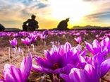 برداشت بیش از یک ونیم تن زعفران در سربیشه