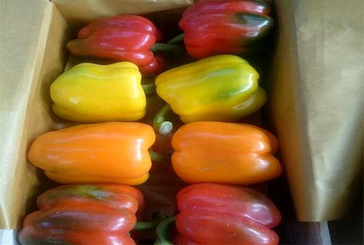 فلفل دلمه رنگی فیروزآباد صادر می شود 