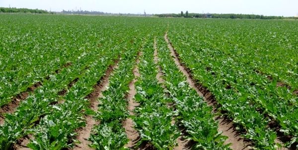 اعطای ۹۰ میلیون ریال تسهیلات برای کشت هر هکتار چغندرقند