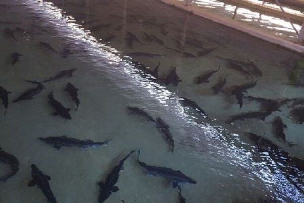 لزوم بازنگری در بازسازی ذخایر ماهیان خاویاری 