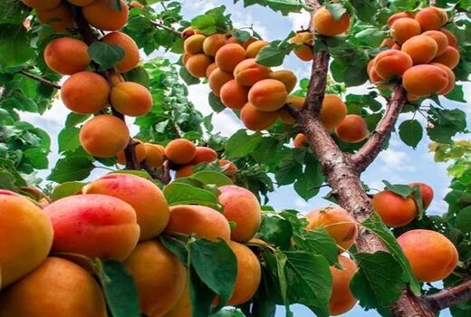 فارس با تولید ۲۵ هزار تن زردآلو در کشور درخشید