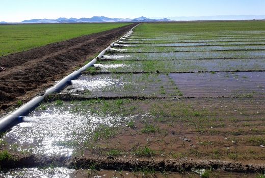 کسب رتبه برتر سازمان برای عملکرد کل سامانه‌های نوین آبیاری در کشور