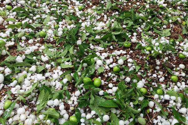 خسارت تگرگ با باغات همدان 