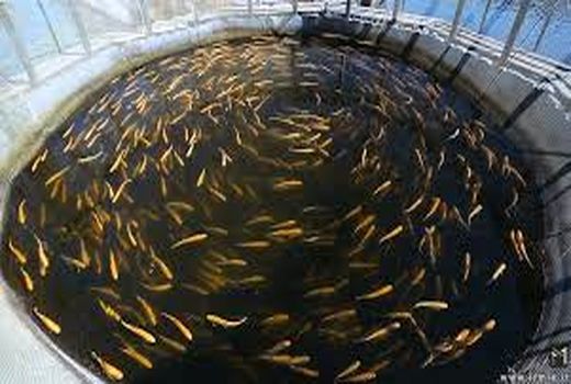 تشریح برنامه های شیلات خوزستان برای سازگاری با کم آبی