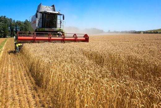 دولت عراق هر کیلوگرم گندم را 28 هزار تومان می‌‎خرد