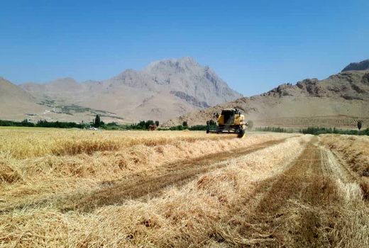 برداشت گندم از سطح ۵۵۰ هکتار از اراضی کشاورزی حوزه عمل دزک
