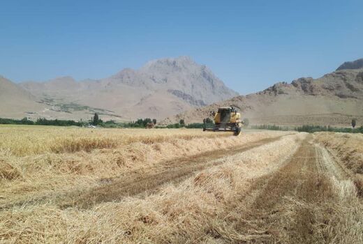 برداشت گندم از سطح ۵۵۰ هکتار از اراضی کشاورزی حوزه عمل دزک
