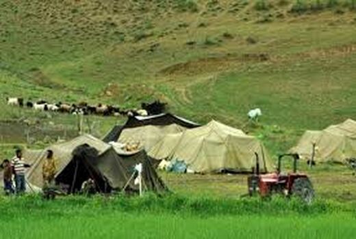 1 میلیون راس دام عشایر در زنجیره تولید گوشت قرمز قرار دارد