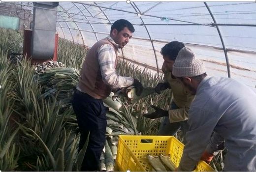  جوانان منتظر کارهای پشت میزنشینی نباشند