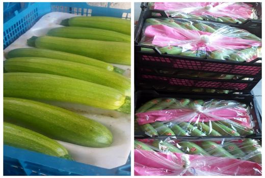 آغاز برداشت کدو صادراتی  در شهرستان رودان