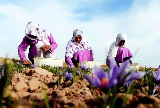 بازدید فرماندار فاروج از بازارچه گل زعفران