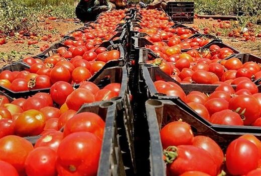خرید حمایتی بیش از ۱۳ هزار تن گوجه‌فرنگی توسط تعاون روستایی خوزستان