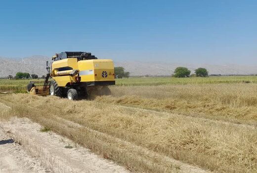 تیغ تیز کمباین به گندمزار های مُهر رسید