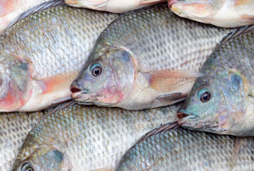 صادرات اولین محموله ماهیان قزل آلای زنده تولیدی استان آذربایجان شرقی به کشور عراق